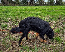 ABC_Trainingswochenende_Oktober_2025_Fährte Gruppe 2 (3)-20251019