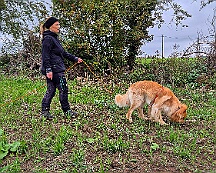 ABC_Trainingswochenende_Oktober_2025_Fährte Gruppe 2 (5)-20251019